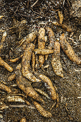 포토 JPG 주간 채소 사람없음 야외 흙 전라북도 특산물 지역 마 무주 천마 국내포토 자연요소 전라도 파일형식