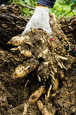 포토 JPG 주간 손 채소 들기 야외 신체부위 전라북도 특산물 지역 마 무주 천마 국내포토 자연요소 모션 사람 전라도 파일형식