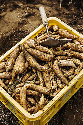 포토 JPG 주간 채소 사람없음 야외 전라북도 특산물 지역 마 무주 호미 천마 국내포토 자연요소 농기구 전라도 파일형식