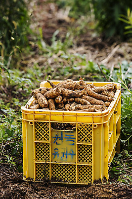 포토 JPG 주간 채소 사람없음 야외 전라북도 특산물 지역 마 무주 천마 국내포토 자연요소 전라도 파일형식