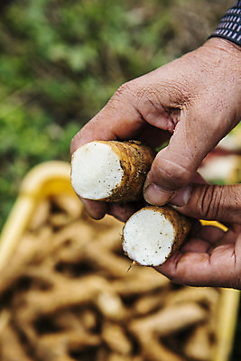 포토 JPG 주간 손 채소 야외 신체부위 전라북도 특산물 지역 마 무주 천마 국내포토 자연요소 사람 전라도 파일형식