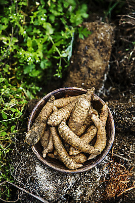 포토 JPG 주간 채소 사람없음 야외 하이앵글 전라북도 특산물 지역 마 무주 천마 국내포토 자연요소 뷰포인트 전라도 파일형식