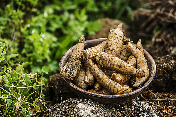 포토 JPG 주간 채소 사람없음 야외 전라북도 특산물 지역 마 무주 천마 국내포토 자연요소 전라도 파일형식