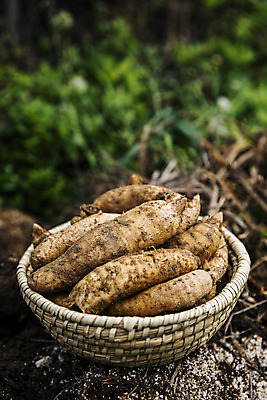 포토 JPG 주간 채소 사람없음 야외 전라북도 특산물 지역 마 무주 천마 국내포토 자연요소 전라도 파일형식