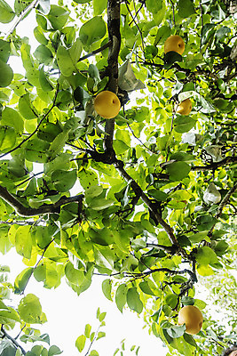 포토 JPG 주간 열매 로우앵글 과일 사람없음 야외 배 과수원 특산물 지역 경기도 배나무 국내포토 여주시 자연요소 나무 식물 뷰포인트 농업 한국 파일형식