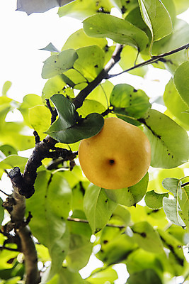 포토 JPG 주간 열매 로우앵글 과일 사람없음 야외 배 과수원 특산물 지역 경기도 배나무 국내포토 여주시 자연요소 나무 식물 뷰포인트 농업 한국 파일형식
