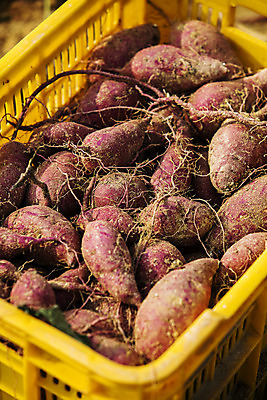 포토 JPG 주간 채소 근접촬영 사람없음 야외 수확 특산물 고구마 지역 경기도 국내포토 여주시 자연요소 뷰포인트 농업 뿌리채소 한국 파일형식