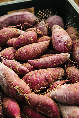 포토 JPG 주간 채소 근접촬영 사람없음 야외 수확 특산물 고구마 지역 경기도 국내포토 여주시 자연요소 뷰포인트 농업 뿌리채소 한국 파일형식