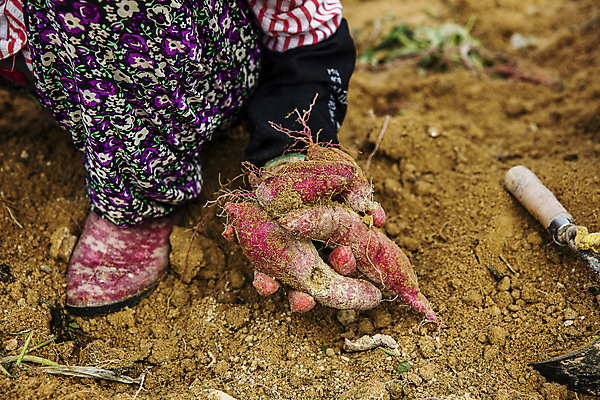 포토 JPG 주간 채소 한명 들기 야외 하반신 수확 특산물 고구마 지역 경기도 국내포토 여주시 자연요소 1 농업 모션 뿌리채소 한국 사람 파일형식