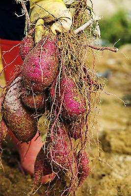 포토 JPG 주간 손 채소 들기 야외 신체부위 수확 특산물 고구마 지역 경기도 국내포토 여주시 자연요소 농업 모션 뿌리채소 한국 사람 파일형식