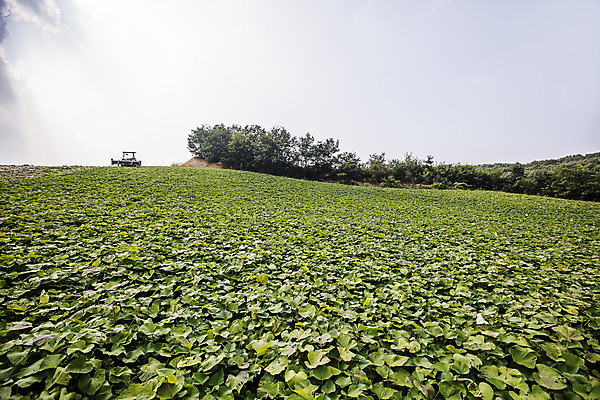 포토 JPG 주간 잎 채소 사람없음 야외 수확 특산물 고구마 지역 경기도 고구마밭 국내포토 여주시 자연요소 식물 밭 농업 뿌리채소 한국 파일형식