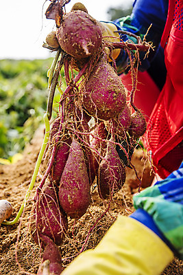 포토 JPG 주간 손 채소 들기 야외 신체부위 수확 특산물 고구마 지역 경기도 국내포토 여주시 자연요소 농업 모션 뿌리채소 한국 사람 파일형식