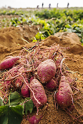 포토 JPG 주간 채소 근접촬영 사람없음 야외 수확 특산물 고구마 지역 경기도 국내포토 여주시 자연요소 뷰포인트 농업 뿌리채소 한국 파일형식