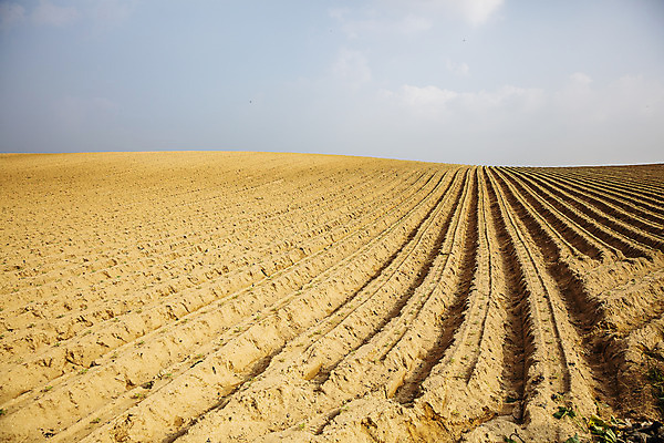 포토 JPG 주간 채소 사람없음 야외 수확 특산물 고구마 지역 경기도 고구마밭 국내포토 여주시 자연요소 밭 농업 뿌리채소 한국 파일형식