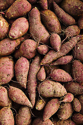 포토 JPG 주간 채소 근접촬영 사람없음 야외 하이앵글 수확 특산물 고구마 지역 경기도 국내포토 여주시 자연요소 뷰포인트 농업 뿌리채소 한국 파일형식