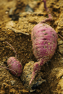 포토 JPG 주간 채소 근접촬영 사람없음 야외 수확 특산물 고구마 지역 경기도 국내포토 여주시 자연요소 뷰포인트 농업 뿌리채소 한국 파일형식