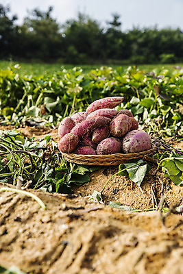 포토 JPG 주간 채소 사람없음 야외 수확 특산물 고구마 지역 경기도 국내포토 여주시 자연요소 농업 뿌리채소 한국 파일형식