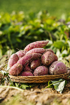 포토 JPG 주간 채소 근접촬영 사람없음 야외 수확 특산물 고구마 지역 경기도 국내포토 여주시 자연요소 뷰포인트 농업 뿌리채소 한국 파일형식