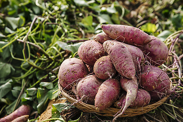 포토 JPG 주간 채소 근접촬영 사람없음 야외 수확 특산물 고구마 지역 경기도 국내포토 여주시 자연요소 뷰포인트 농업 뿌리채소 한국 파일형식