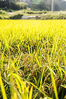 포토 JPG 주간 논 근접촬영 사람없음 야외 농작물 수확 벼 쌀 특산물 지역 경기도 국내포토 여주시 자연요소 뷰포인트 농업 곡류 한국 파일형식