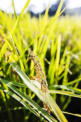 포토 JPG 주간 논 근접촬영 사람없음 야외 농작물 수확 벼 쌀 특산물 지역 경기도 국내포토 여주시 자연요소 뷰포인트 농업 곡류 한국 파일형식