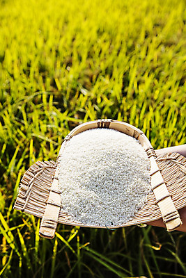 포토 JPG 주간 논 근접촬영 사람없음 야외 농작물 수확 벼 쌀 키_도구 특산물 지역 경기도 국내포토 여주시 자연요소 뷰포인트 농업 곡류 한국 도구 파일형식