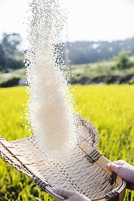 포토 JPG 주간 손 논 근접촬영 야외 신체부위 농작물 수확 벼 쌀 키_도구 특산물 지역 경기도 국내포토 여주시 자연요소 뷰포인트 농업 곡류 한국 사람 도구 파일형식