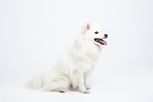 포토 JPG 스튜디오촬영 동물 한마리 응시 반려견 실내 누끼 사람없음 옆모습 반려동물 귀여움 개 강아지 흰배경 반려 스피츠 국내포토 1 시선 뷰포인트 백그라운드 컨셉 포유류 내부 흰색 파일형식