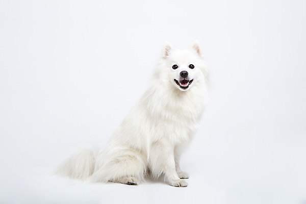 포토 JPG 스튜디오촬영 동물 한마리 응시 반려견 실내 누끼 사람없음 옆모습 반려동물 귀여움 개 강아지 흰배경 반려 스피츠 국내포토 1 시선 뷰포인트 백그라운드 컨셉 포유류 내부 흰색 파일형식