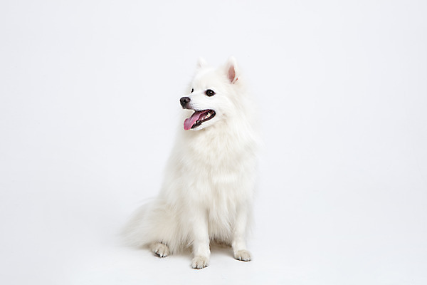 포토 JPG 스튜디오촬영 동물 한마리 반려견 실내 누끼 사람없음 앞모습 반려동물 귀여움 개 강아지 흰배경 반려 스피츠 국내포토 1 뷰포인트 백그라운드 컨셉 포유류 내부 흰색 파일형식