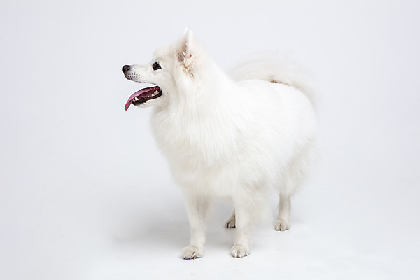 포토 JPG 스튜디오촬영 동물 한마리 반려견 실내 누끼 사람없음 앞모습 반려동물 귀여움 개 강아지 흰배경 반려 스피츠 국내포토 1 뷰포인트 백그라운드 컨셉 포유류 내부 흰색 파일형식