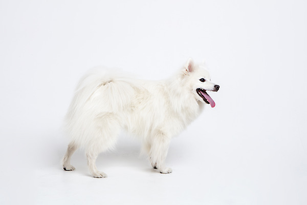 포토 JPG 스튜디오촬영 동물 한마리 응시 반려견 실내 누끼 사람없음 옆모습 반려동물 귀여움 개 강아지 흰배경 반려 스피츠 국내포토 1 시선 뷰포인트 백그라운드 컨셉 포유류 내부 흰색 파일형식