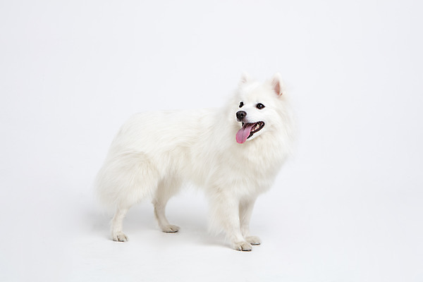 포토 JPG 스튜디오촬영 동물 한마리 응시 반려견 실내 누끼 사람없음 옆모습 반려동물 귀여움 개 강아지 흰배경 반려 스피츠 국내포토 1 시선 뷰포인트 백그라운드 컨셉 포유류 내부 흰색 파일형식