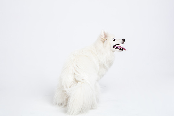 포토 JPG 스튜디오촬영 동물 한마리 응시 반려견 실내 누끼 사람없음 옆모습 반려동물 귀여움 개 강아지 흰배경 반려 스피츠 국내포토 1 시선 뷰포인트 백그라운드 컨셉 포유류 내부 흰색 파일형식