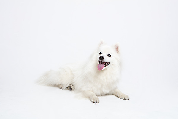 포토 JPG 스튜디오촬영 동물 한마리 반려견 실내 누끼 사람없음 앞모습 반려동물 귀여움 개 강아지 흰배경 반려 스피츠 국내포토 1 뷰포인트 백그라운드 컨셉 포유류 내부 흰색 파일형식