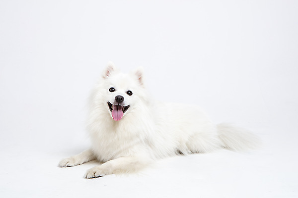 포토 JPG 스튜디오촬영 동물 한마리 반려견 실내 누끼 사람없음 앞모습 반려동물 귀여움 개 강아지 흰배경 반려 스피츠 국내포토 1 뷰포인트 백그라운드 컨셉 포유류 내부 흰색 파일형식