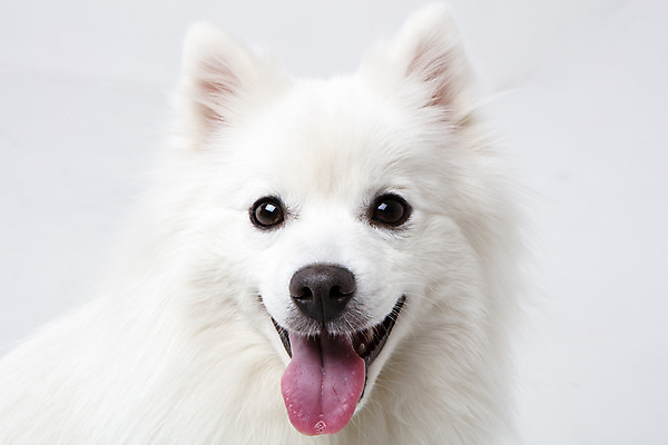 포토 JPG 스튜디오촬영 동물 한마리 반려견 실내 누끼 근접촬영 사람없음 앞모습 반려동물 귀여움 개 강아지 흰배경 반려 스피츠 국내포토 1 뷰포인트 백그라운드 컨셉 포유류 내부 흰색 파일형식