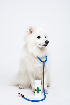 포토 JPG 스튜디오촬영 동물 한마리 반려견 청진기 실내 누끼 사람없음 앞모습 반려동물 귀여움 개 강아지 약병 오브젝트 흰배경 반려 스피츠 국내포토 1 뷰포인트 백그라운드 컨셉 포유류 의료기기 내부 약 흰색 병_담는 파일형식