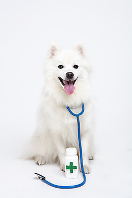 포토 JPG 스튜디오촬영 동물 한마리 반려견 청진기 실내 누끼 사람없음 앞모습 반려동물 귀여움 개 강아지 약병 오브젝트 흰배경 반려 스피츠 국내포토 1 뷰포인트 백그라운드 컨셉 포유류 의료기기 내부 약 흰색 병_담는 파일형식