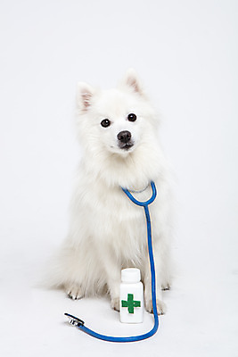 포토 JPG 스튜디오촬영 동물 한마리 반려견 청진기 실내 누끼 사람없음 앞모습 반려동물 귀여움 개 강아지 약병 오브젝트 흰배경 반려 스피츠 국내포토 1 뷰포인트 백그라운드 컨셉 포유류 의료기기 내부 약 흰색 병_담는 파일형식