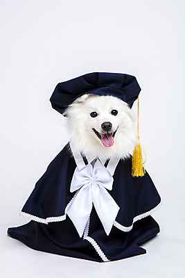 포토 JPG 스튜디오촬영 동물 한마리 반려견 졸업 실내 누끼 사람없음 앞모습 반려동물 귀여움 가운 졸업가운 개 강아지 오브젝트 흰배경 반려 스피츠 국내포토 1 옷 교육 뷰포인트 백그라운드 컨셉 포유류 내부 흰색 파일형식