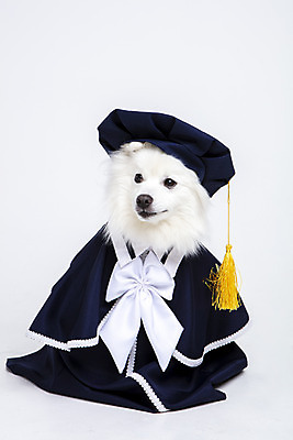 포토 JPG 스튜디오촬영 동물 한마리 반려견 졸업 실내 누끼 사람없음 앞모습 반려동물 귀여움 가운 졸업가운 개 강아지 오브젝트 흰배경 반려 스피츠 국내포토 1 옷 교육 뷰포인트 백그라운드 컨셉 포유류 내부 흰색 파일형식