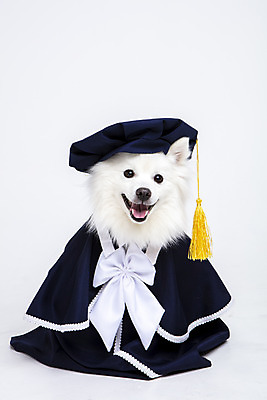 포토 JPG 스튜디오촬영 동물 한마리 반려견 졸업 실내 누끼 사람없음 앞모습 반려동물 귀여움 가운 졸업가운 개 강아지 오브젝트 흰배경 반려 스피츠 국내포토 1 옷 교육 뷰포인트 백그라운드 컨셉 포유류 내부 흰색 파일형식