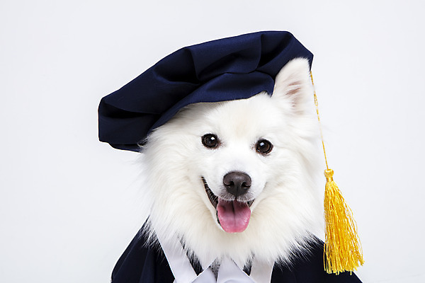 포토 JPG 스튜디오촬영 동물 한마리 반려견 졸업 실내 누끼 사람없음 앞모습 반려동물 귀여움 가운 졸업가운 개 강아지 오브젝트 흰배경 반려 스피츠 국내포토 1 옷 교육 뷰포인트 백그라운드 컨셉 포유류 내부 흰색 파일형식