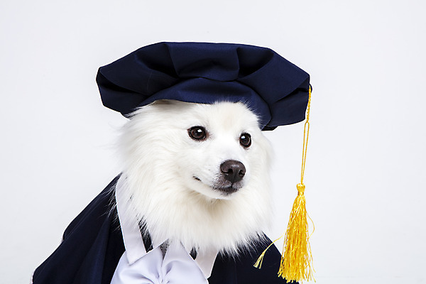 포토 JPG 스튜디오촬영 동물 한마리 반려견 졸업 실내 누끼 사람없음 앞모습 반려동물 귀여움 가운 졸업가운 개 강아지 오브젝트 흰배경 반려 스피츠 국내포토 1 옷 교육 뷰포인트 백그라운드 컨셉 포유류 내부 흰색 파일형식