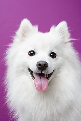 포토 JPG 스튜디오촬영 동물 무료이미지 한마리 반려견 실내 누끼 근접촬영 사람없음 앞모습 반려동물 귀여움 개 강아지 반려 보라색배경 스피츠 국내포토 1 뷰포인트 백그라운드 컨셉 포유류 내부 보라색 파일형식 무료콘텐츠