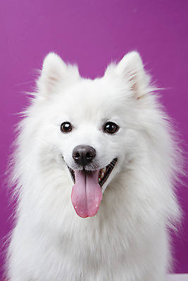 포토 JPG 스튜디오촬영 동물 한마리 반려견 실내 누끼 근접촬영 사람없음 앞모습 반려동물 귀여움 개 강아지 반려 보라색배경 스피츠 국내포토 1 뷰포인트 백그라운드 컨셉 포유류 내부 보라색 파일형식