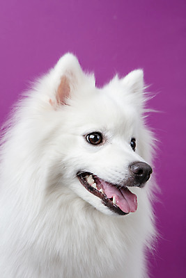 포토 JPG 스튜디오촬영 동물 한마리 반려견 실내 누끼 근접촬영 사람없음 앞모습 반려동물 귀여움 개 강아지 반려 보라색배경 스피츠 국내포토 1 뷰포인트 백그라운드 컨셉 포유류 내부 보라색 파일형식