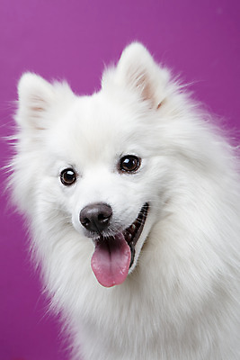 포토 JPG 스튜디오촬영 동물 한마리 반려견 실내 누끼 근접촬영 사람없음 앞모습 반려동물 귀여움 개 강아지 반려 보라색배경 스피츠 국내포토 1 뷰포인트 백그라운드 컨셉 포유류 내부 보라색 파일형식