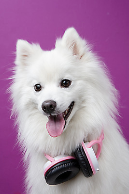 포토 JPG 스튜디오촬영 동물 한마리 반려견 음악 실내 누끼 근접촬영 사람없음 앞모습 반려동물 귀여움 헤드폰 개 강아지 오브젝트 반려 보라색배경 스피츠 국내포토 1 뷰포인트 음향기기 백그라운드 컨셉 포유류 문화예술 내부 보라색 파일형식